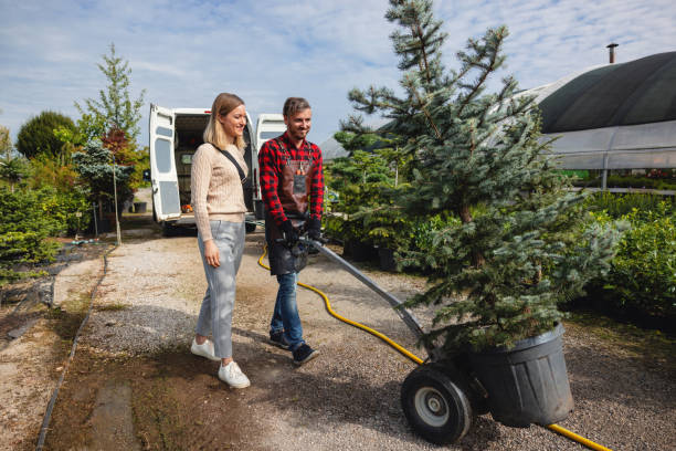 Best Tree Root Removal  in Truth Or Consequences, NM